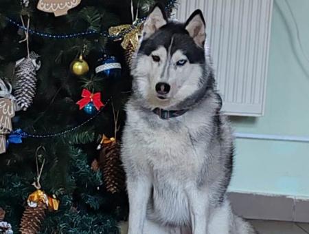 Северная хаски из Калининградской области помогает реабилитироваться участникам СВО