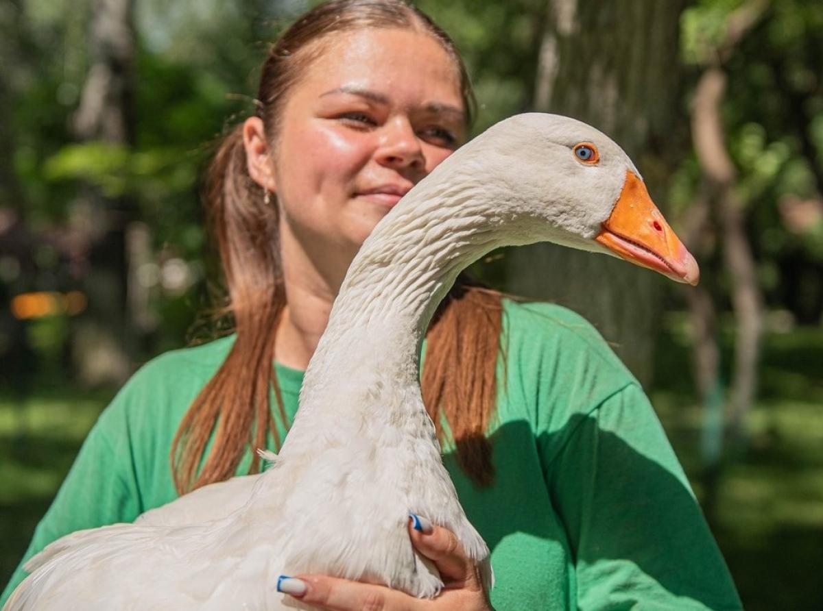 Гусыня Гусенька спасла поросят от морозов в зоне СВО