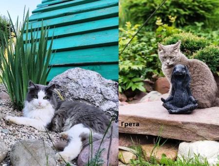 Бесстрашные коты Грета и Крендель спасли хозяйку от гадюки