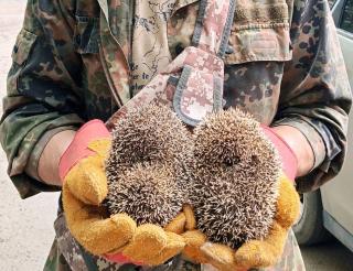 Оренбургский «КотоСпас»: экстренное спасение животных, попавших в экстремальные ситуации