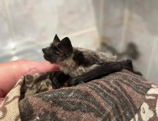 Pipistrelles, serotines, noctules and myotis bats: how bats are being rescued in Lipetsk