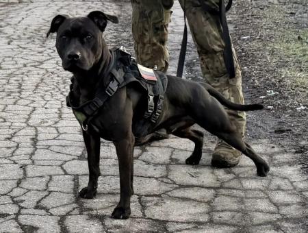 “Tortik" the pitbull, rescued in the SMO zone, is a "living radar" and a loyal friend to Egor "Gorynych”