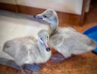 Murmansk woman nurses cygnet orphans after parents die under train