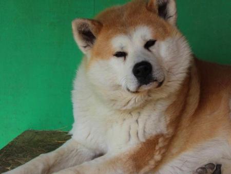 The Siberian Hachiko has been waiting for his owner from the special military operation zone for several years
