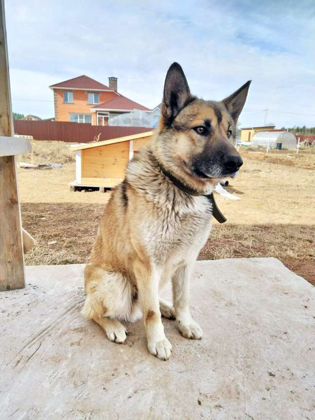 Пёс Гектор из Кировской области спас мужчину, девочку и кота