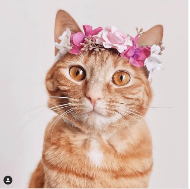 В Австралии кошка из приюта стала моделью и звездой Instagram