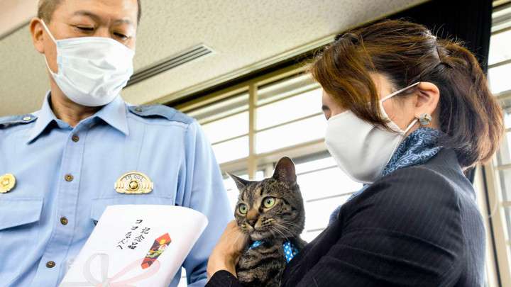 Кошка Коко из Японии спасла мужчину и на день стала начальником полиции