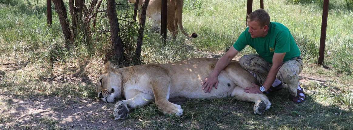 Крымский сафари-парк “Тайган”, где хотят реабилитировать цирковых животных