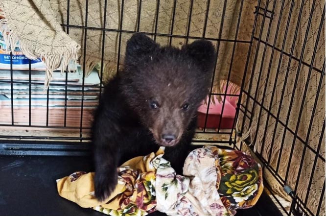 Сибиряки спасли медвежонка Машу, оставшуюся в одиночестве на трассе Иркутск-Улан-Удэ