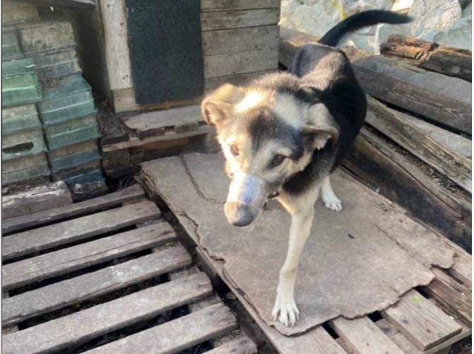 Волонтёры из Ленинградской области нашли новых хозяев собакам, которым заматывали морды скотчем
